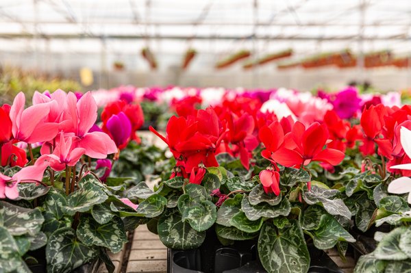 Comment faire refleurir un cyclamen : astuces et conseils pratiques